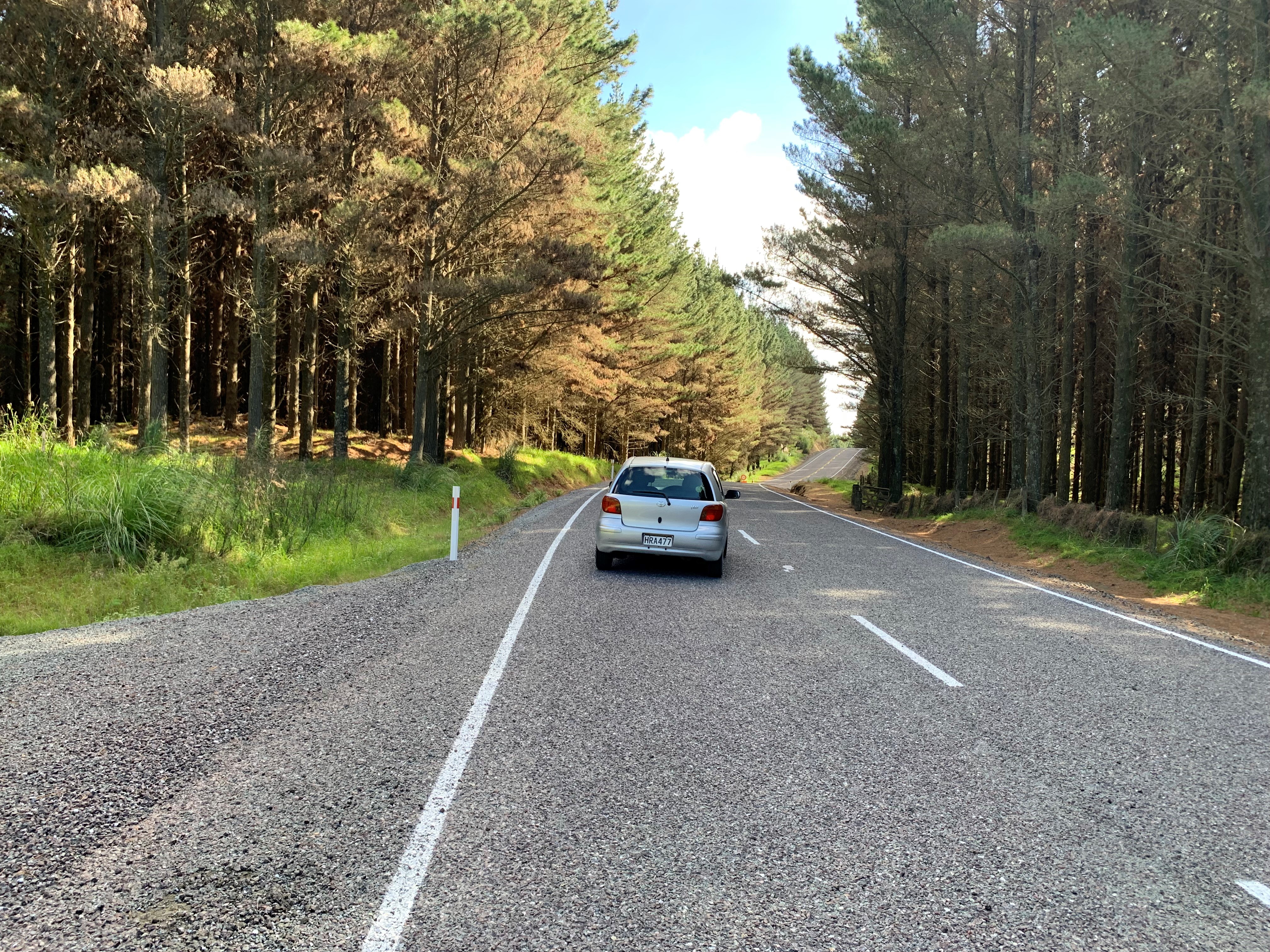 Car driving through pine forest on newly sealed Pouto Road